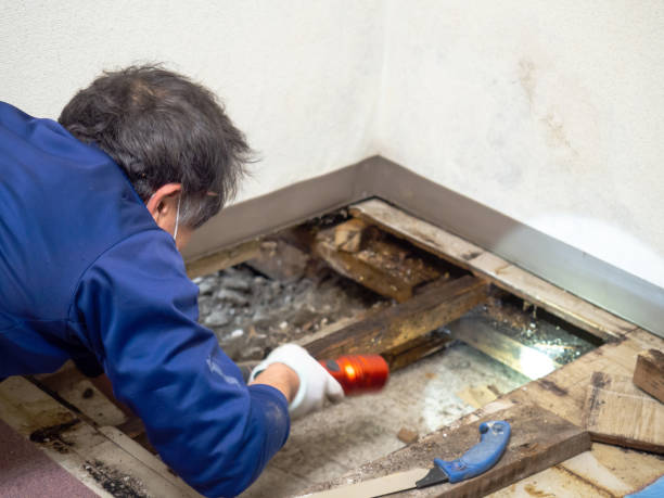 Best Mold Damage Repair  in Porterdale, GA
